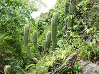 Coleocephalocereus fluminensis