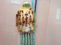 Coleocephalocereus fluminensis