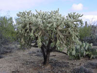 Cylindropuntia fulgida