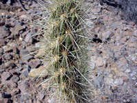 Cylindropuntia ganderi