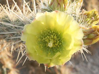 Cylindropuntia ganderi