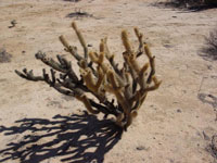 Cylindropuntia ganderi