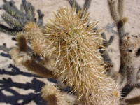 Cylindropuntia ganderi