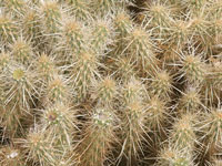 Cylindropuntia ganderi