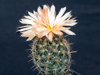 Coryphantha glanduligera