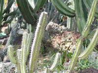 Cephalocereus glaucochrous