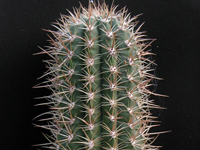 Coleocephalocereus goebelianus