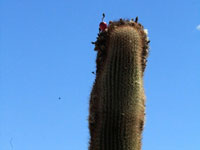 Coleocephalocereus goebelianus