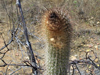 Coleocephalocereus goebelianus