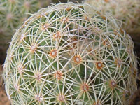 Coryphantha gracilis