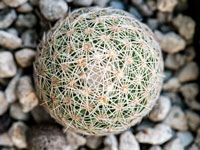 Coryphantha gracilis