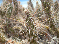 Corynopuntia guccinii