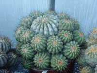 Copiapoa haseltoniana