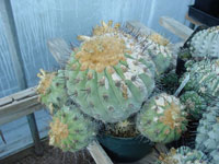 Copiapoa haseltoniana