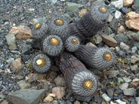 Copiapoa haseltoniana