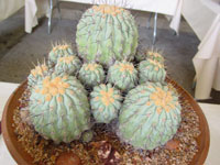 Copiapoa haseltoniana