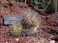 Copiapoa haseltoniana