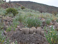 Copiapoa haseltoniana