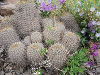 Copiapoa haseltoniana