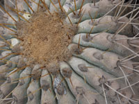 Copiapoa haseltoniana