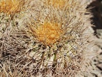 Copiapoa haseltoniana