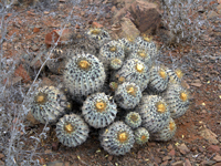 Copiapoa haseltoniana