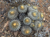 Copiapoa haseltoniana