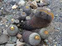 Copiapoa haseltoniana