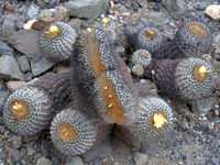 Copiapoa haseltoniana