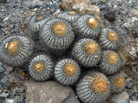 Copiapoa haseltoniana