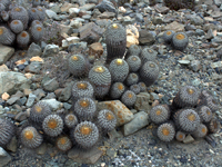 Copiapoa haseltoniana