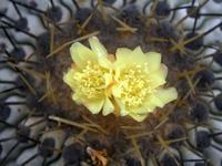 Copiapoa haseltoniana