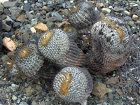 Copiapoa haseltoniana