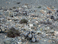 Copiapoa haseltoniana