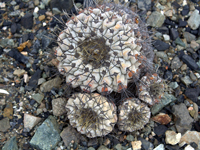 Copiapoa haseltoniana