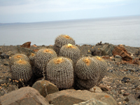 Copiapoa haseltoniana