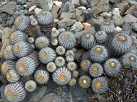 Copiapoa haseltoniana