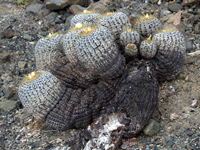 Copiapoa haseltoniana