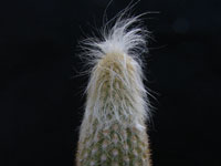 Cleistocactus hoffmannii