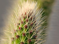 Corryocactus huincoensis