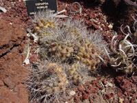 Copiapoa humilis