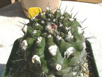 Copiapoa humilis