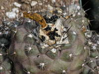 Copiapoa humilis