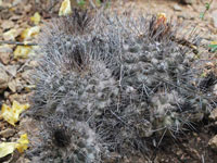 Copiapoa humilis