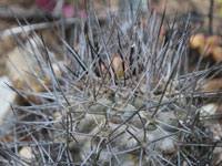 Copiapoa humilis