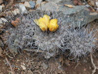 Copiapoa humilis