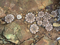 Copiapoa humilis