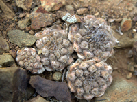 Copiapoa humilis