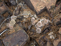 Copiapoa humilis