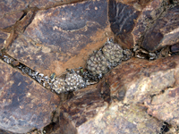 Copiapoa humilis